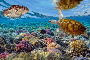 Tableaux ronds sur aluminium brossé Tortue Green turtle swimming in blue ocean