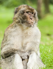 Young Barbary Macaque  (Macaca sylvanus) grooming adult male.