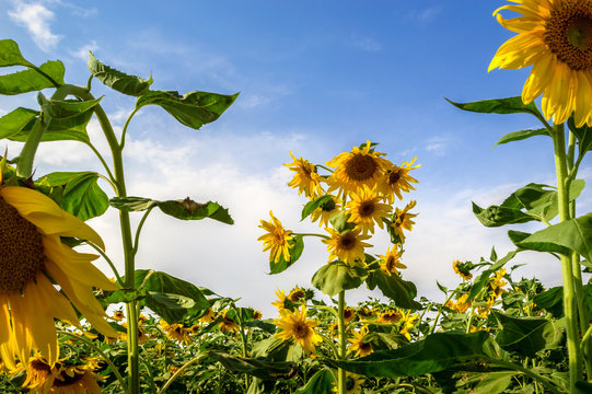 Sunflowers, Azarbayjan, Iran