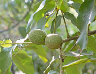 Green walnuts on branch