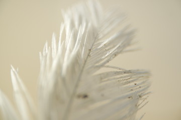 Detailed picture of a feather.