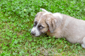 Portrait of Mastiff puppy lying on the green grass