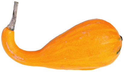 Dynia ozdobna © fotodrobik