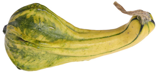 Dynia ozdobna