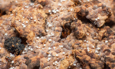 Macro of fungal growth in termites nest.
