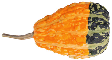 Dynia ozdobna © fotodrobik