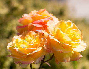 yellow roses