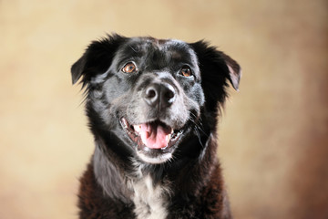 Australian Shepherd im Studio