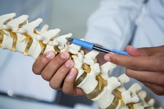 Physiotherapist pointing at spine model - Powered by Adobe