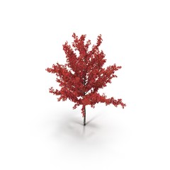 Young Red Oak Tree Isolated on White 3D Illustration