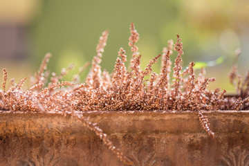 dry heather (Calluna) in flowerpot outside lit with gold sun rays