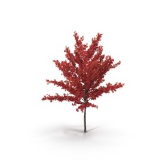 Young Red Oak Tree Isolated on White 3D Illustration