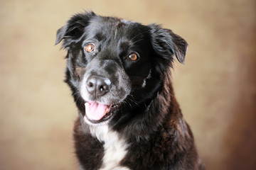 Australian Shepherd im Studio