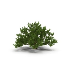 Old Oak Tree Isolated on White 3D Illustration