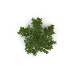Old Oak Tree Isolated on White 3D Illustration