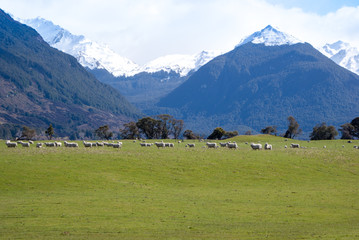 Obraz premium Meadow with green grass and sheeps, New Zealand