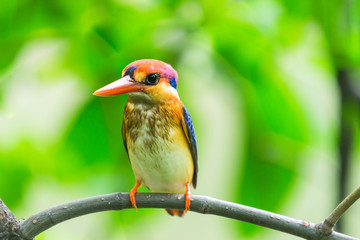 Black-Backed Kingfisher Bird