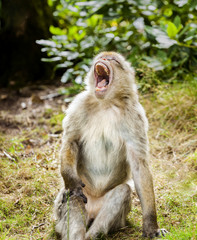 Barbary Macaque Yawning