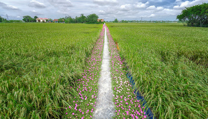 Portulaca flower road in the countryside