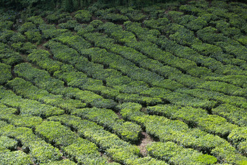 Tea plantation in Cameron highlands,mountain hills in Malaysia