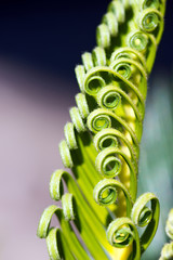 Macro photography of green curly leaves of cycas revoluta
