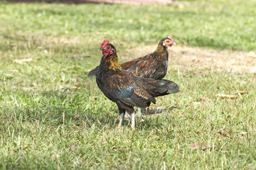 Chicken,Bantam,Red junglefowl (Gallus gallus)