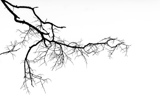 Fototapeta Dry twig on the tree in Black and White