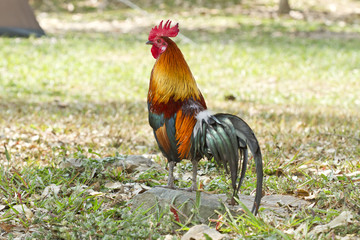 Chicken,Bantam,Red junglefowl (Gallus gallus)