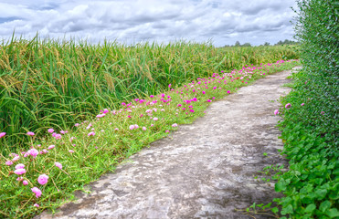 Fototapeta na wymiar Portulaca flower road in the countryside