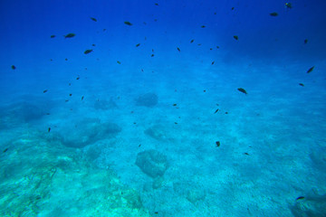 Fototapeta na wymiar School of fish in blue water