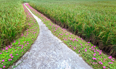 Portulaca flower road in the countryside