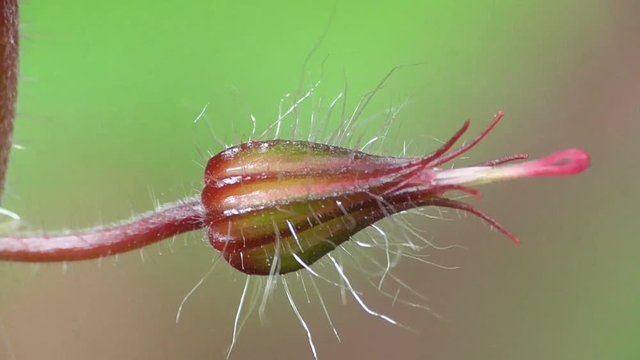 Ruprechtskraut oder Stinkender Sorchschnabel