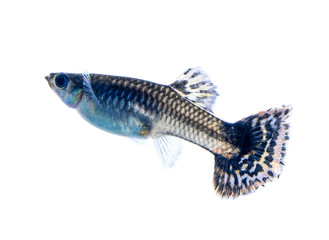 guppy fish isolated on white