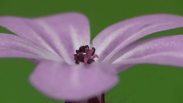 Ruprechtskraut oder Stinkender Sorchschnabel