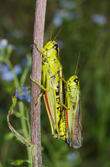 Alpine green grasshopper coupling

