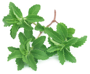 Fresh Stevia leaves