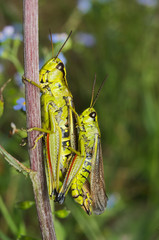 Alpine green grasshopper coupling

