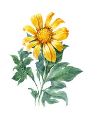 watercolor illustration painting of Yellow , flower , sunflower , on white background
