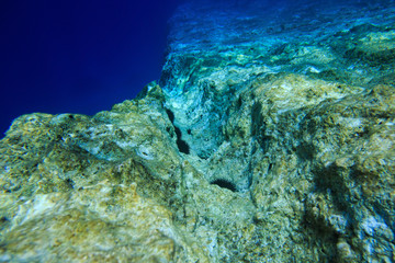 echinus