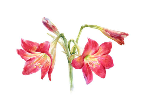 watercolor painting of flower, on white background