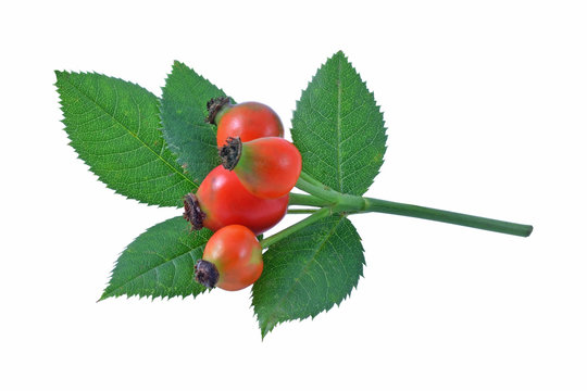 Ripe rose hips and leaves of the wild dog rose.