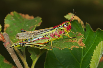 Mountain red and green grasshopper on a leaf (Austrian Alps)

