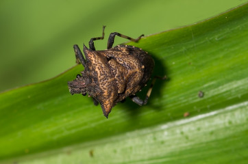 Pentatomidae Stink Bug
