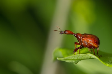 Giraffe weevil (Female) on a green leaf with a nice smooth background