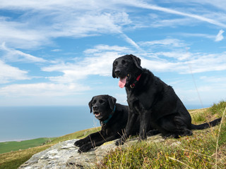 Two happy black Labrador retriever dogs enjoying the view from Black Combe in the Western Lakes