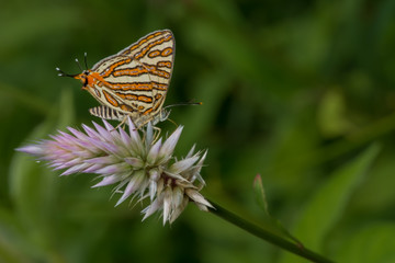 Fototapeta na wymiar A Silverline Butterfly