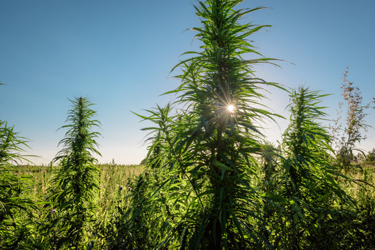 Grow plants marijuana