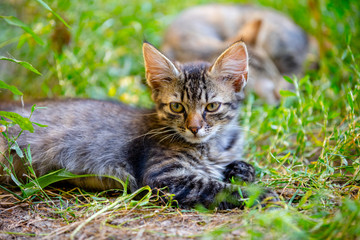 Naklejka na ściany i meble kitten lying on the grass