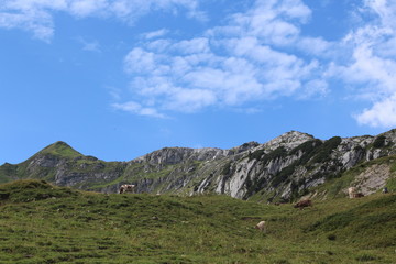 K&uuml;he auf einer Weide