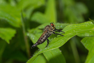 A Robber Fly